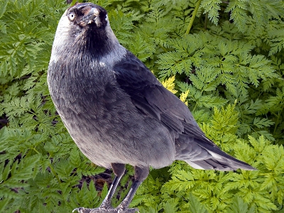 自然 鳥 動物 野生動物 写真