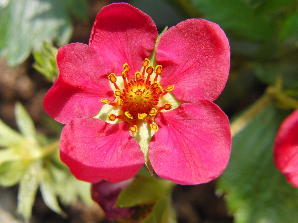 Natur blüte anlage frucht