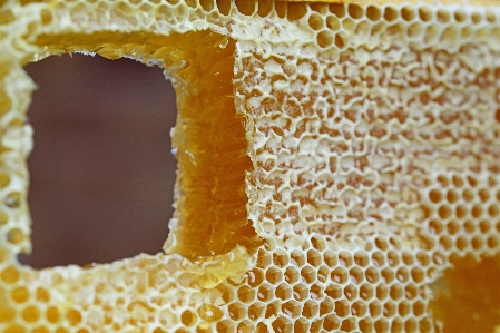 Honey pattern pollen food Photo