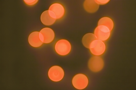 Foto Lampu bokeh
 mengaburkan daun bunga