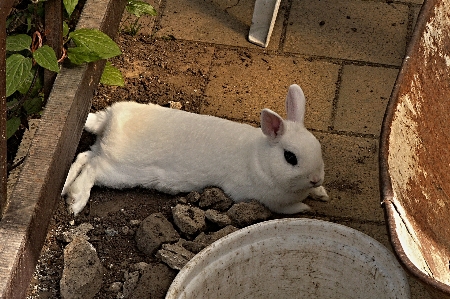 White ground lawn pet Photo