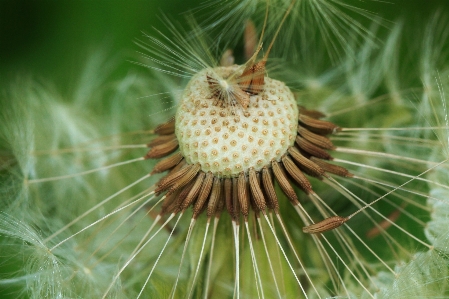 自然 植物 写真撮影 タンポポ 写真