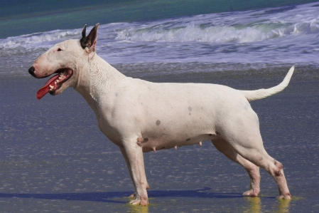 Beach dog animal female Photo