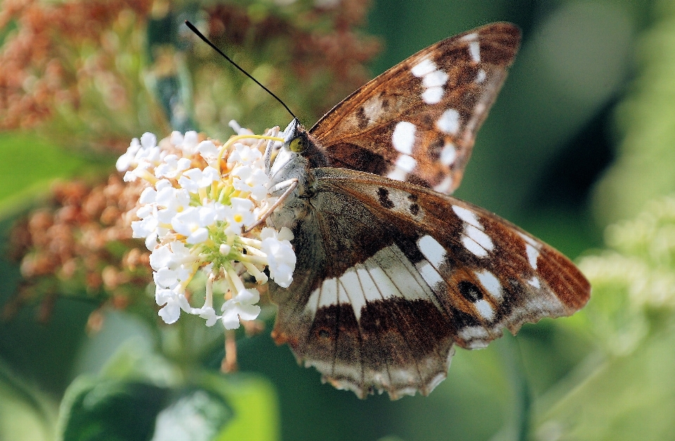 Natureza ar livre florescer asa