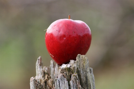 Foto Apple alam cabang mekar