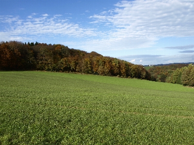 Landscape tree nature forest Photo