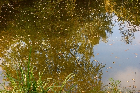 Tree water nature forest Photo