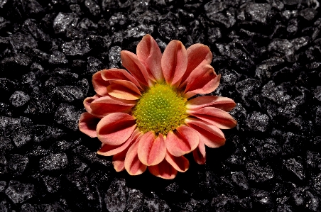 Black and white plant photography flower Photo