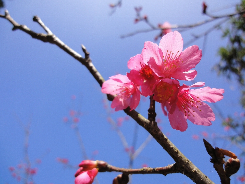 ブランチ 花 植物 花弁