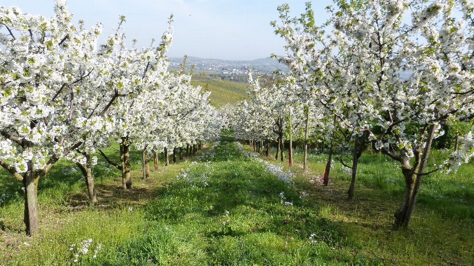 Landschaft baum natur zweig