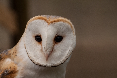 鳥 羽 野生動物 嘴 写真