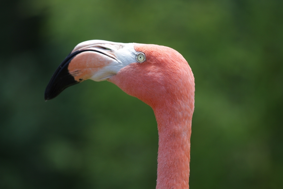 自然 鳥 羽 野生動物