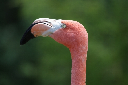 自然 鳥 羽 野生動物 写真