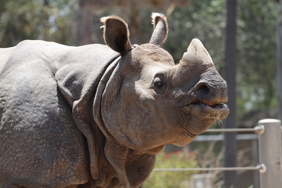 Tier tierwelt wild zoo