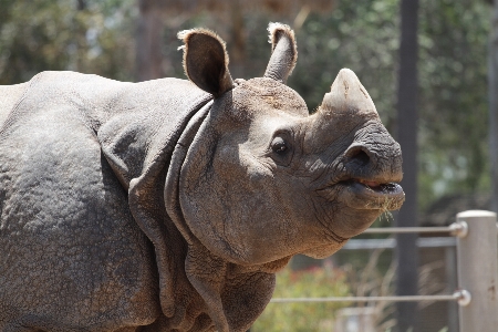 Zdjęcie Zwierzę dzikiej przyrody dziki ogród zoologiczny