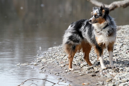 Foto Anjing satwa anjing
 margasatwa