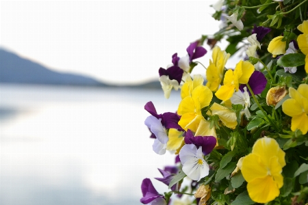 花 山 植物 花弁 写真