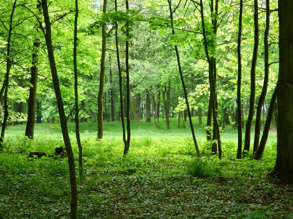 Paesaggio albero natura foresta