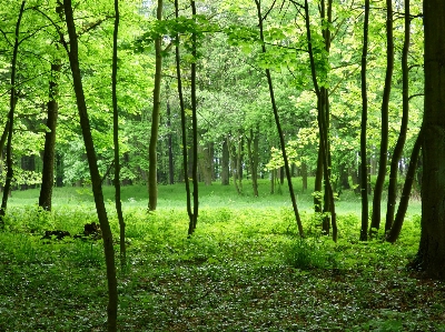 風景 木 自然 森 写真