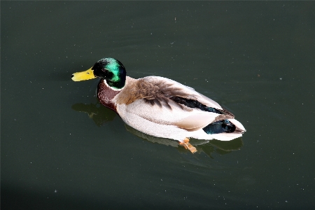 水 自然 鳥 羽 写真