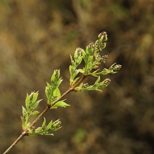 Tree nature grass branch Photo