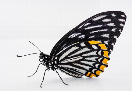 Foto Asa inseto borboleta fauna