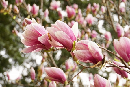 Baum natur blüte anlage Foto