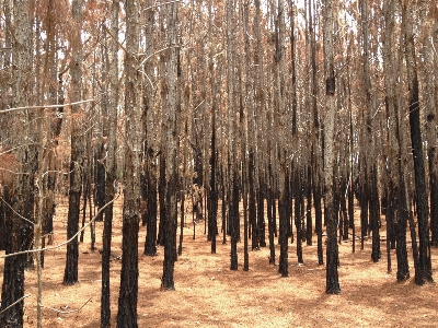 Landscape tree nature forest Photo