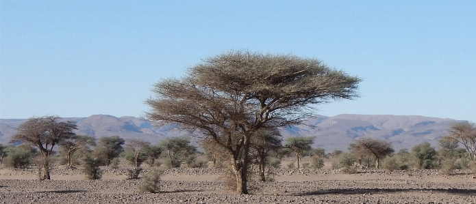 Landscape tree wilderness plant Photo