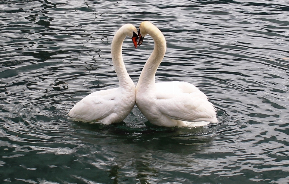 Pássaro asa lago amor