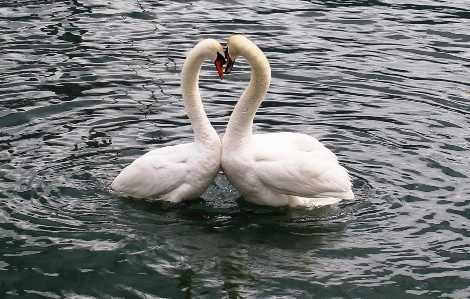 Bird wing lake love Photo