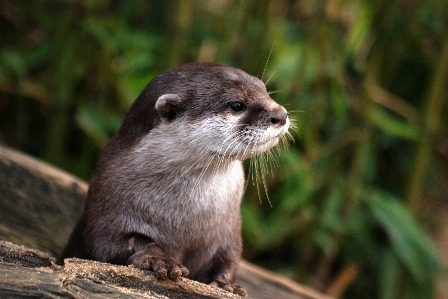 Foto Natureza região selvagem
 animal bonitinho