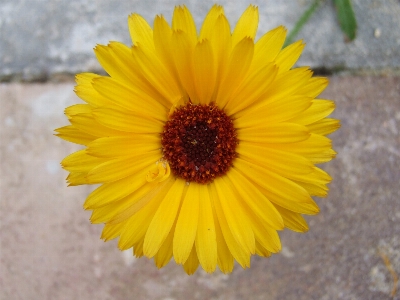 Anlage blume blütenblatt gänseblümchen Foto