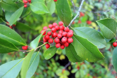 Tree plant fruit leaf Photo