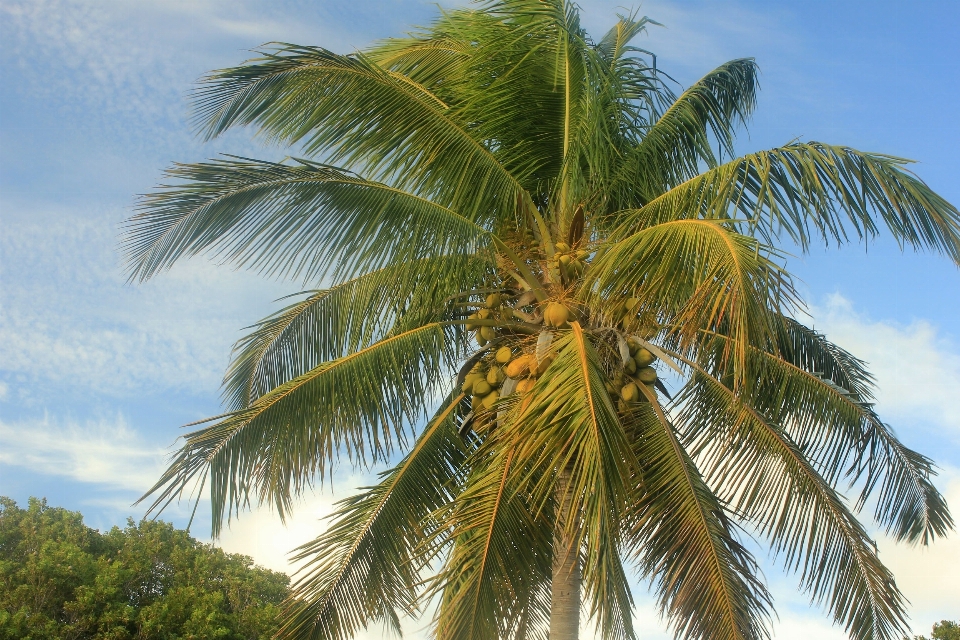 Pohon tanaman palem makanan