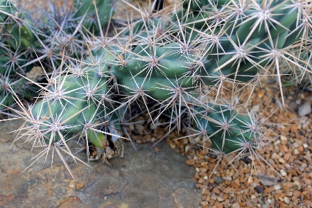 Foto Cacto
 sharp plantar deserto