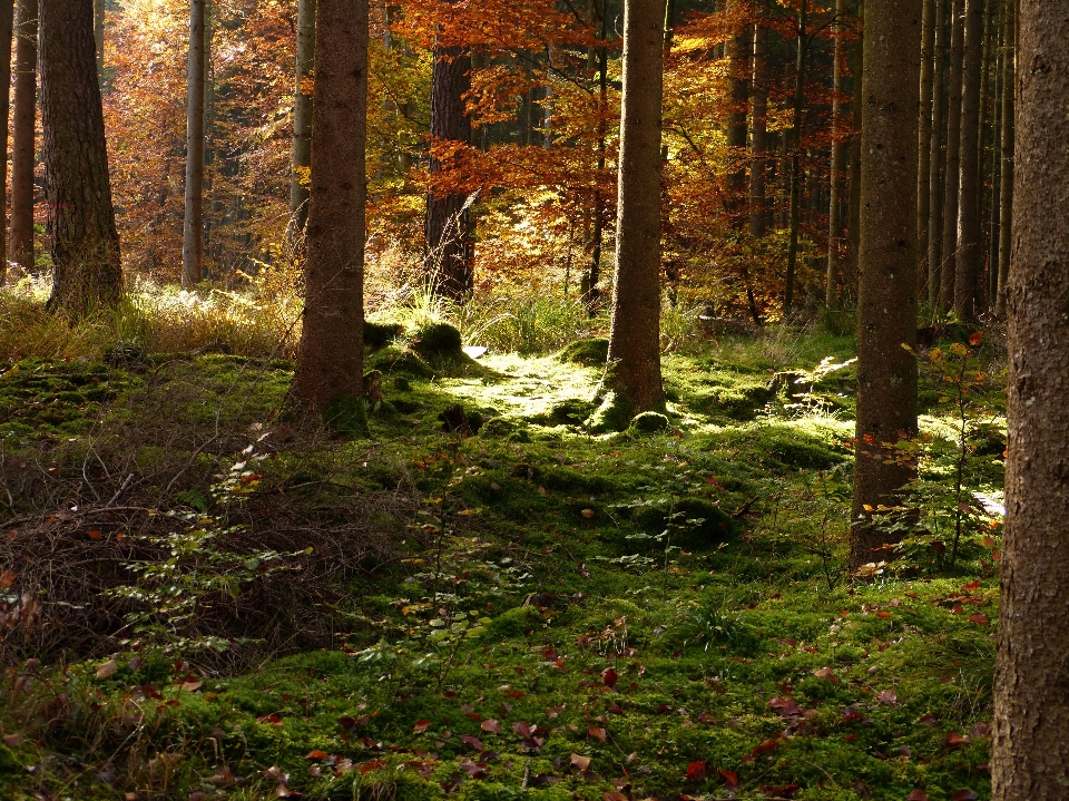 Albero natura foresta selvaggia
