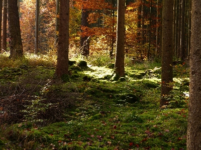 Tree nature forest wilderness Photo