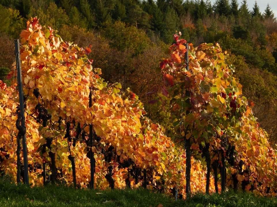 árbol naturaleza planta vine