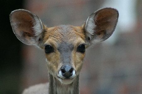 Animal looking wildlife deer Photo