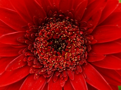 Blossom plant flower petal Photo