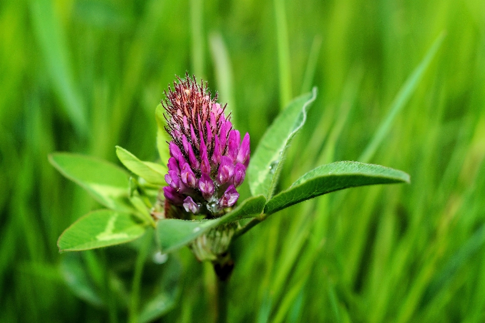 Alam rumput tanaman halaman