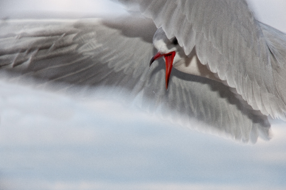 Mare costa uccello ala