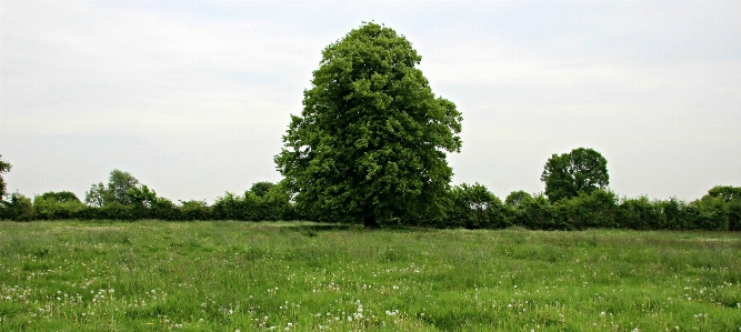 Photo Paysage arbre herbe usine