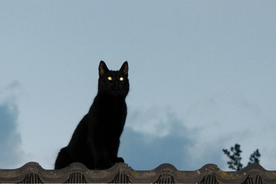 Cielo animal gato mamífero