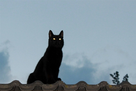 Foto Céu animal gato mamífero