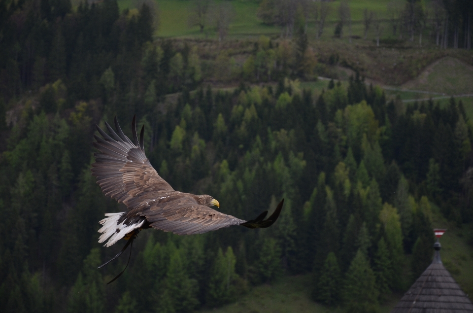 Uccello ala animale volare