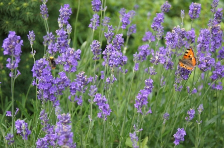 Plant field meadow prairie Photo