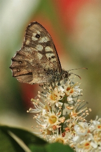 Nature branch blossom wing Photo