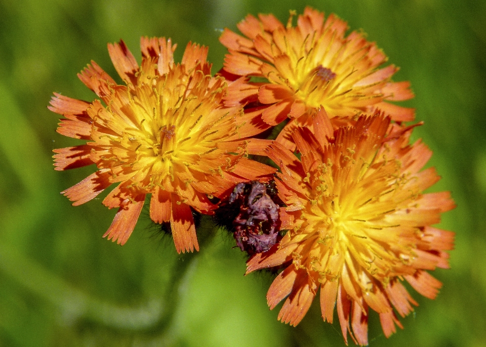 Naturaleza planta prado
 flor